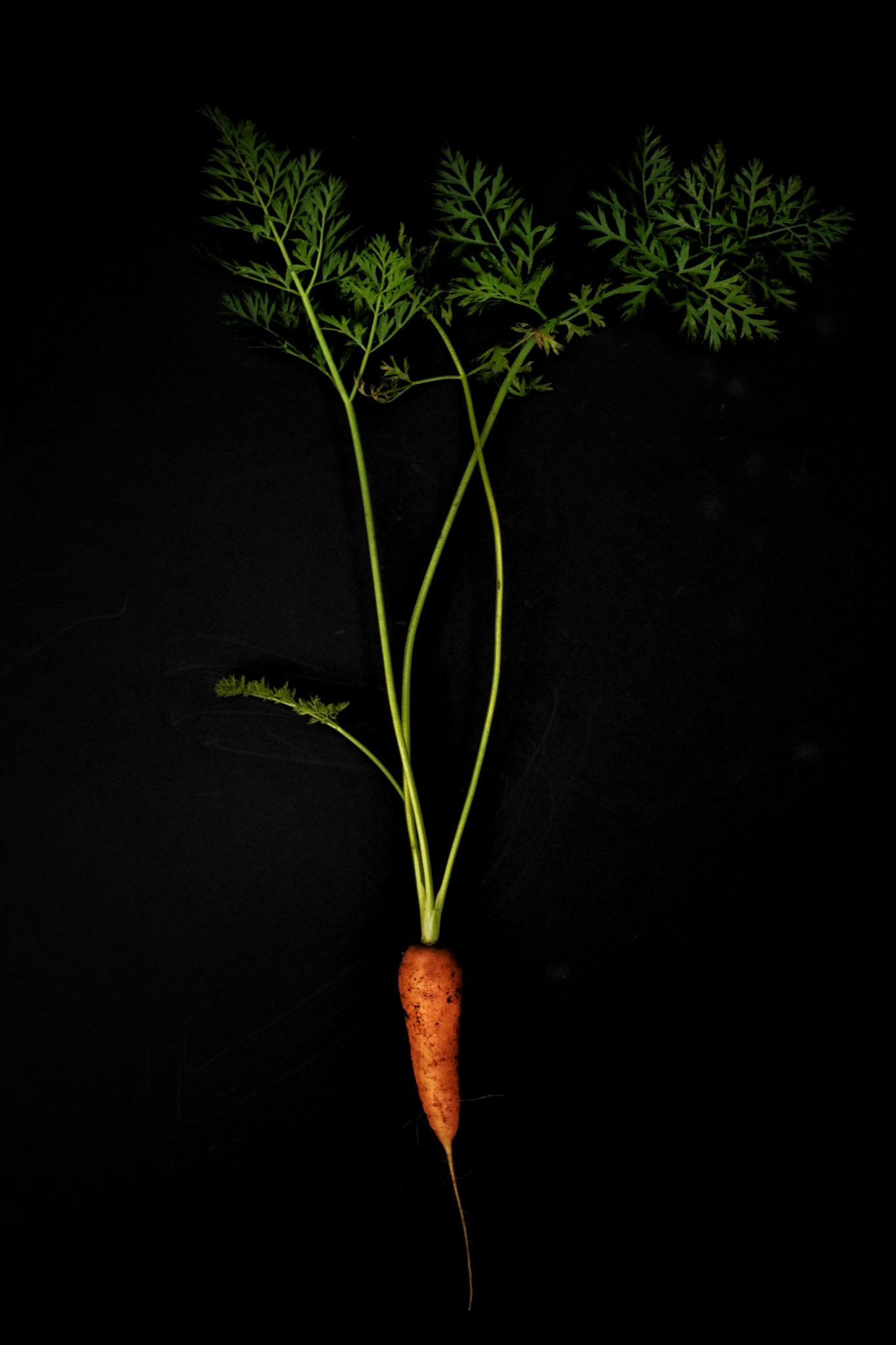 a picture of a carrot with a small fruit and long green leaf stalks on a black background