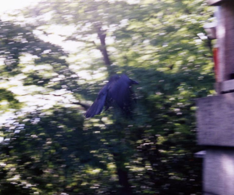 A blurred photograph of a crow flapping trhough a Japanese graveyard